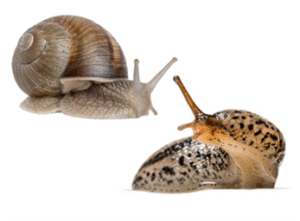 Control de plagas especiales,termitas,serpientes,hormigas,mapaches