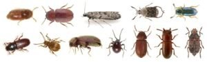 Control de plagas especiales,termitas,serpientes,hormigas,mapaches