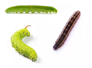 Control de plagas especiales,termitas,serpientes,hormigas,mapaches