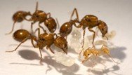 Control de plagas especiales,termitas,serpientes,hormigas,mapaches
