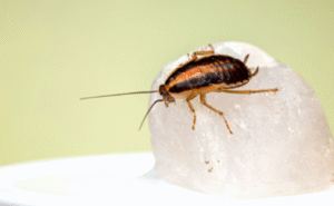 control de insectos,hormigas,moscas,alacranes,insectos
