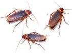 control de insectos,hormigas,moscas,alacranes,insectos