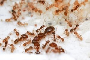control de insectos,hormigas,moscas,alacranes,insectos