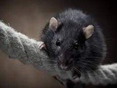 control de roedores,ratas,ratones,roedores,roedores grandes