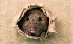 control de roedores,ratas,ratones,roedores,roedores grandes