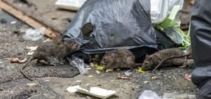 control de roedores,ratas,ratones,roedores,roedores grandes